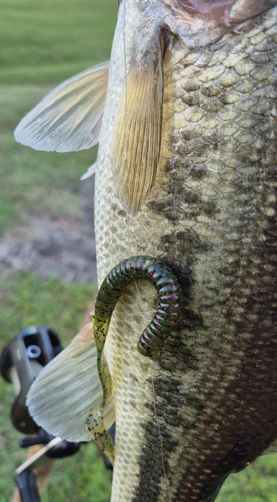 FrenzyTail 6" Worm Watermelon RedFlake