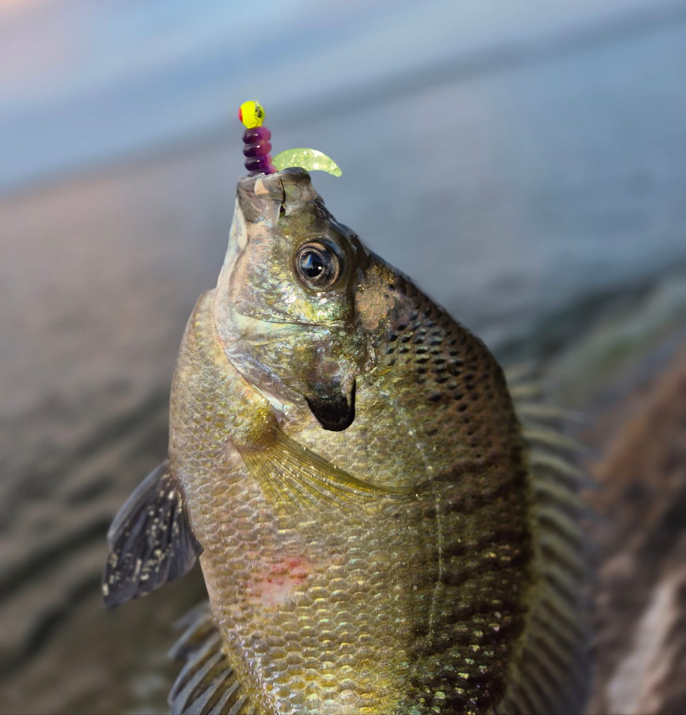 StrikeFury Grub 2" Popsicle